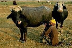 Бык решил наказать мужчину, схватившего его за рога