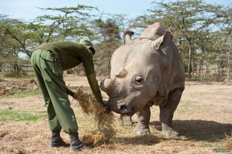 1. Носорогу не понравился парфюм работников зоопарка.
2. Носорог за BLM.