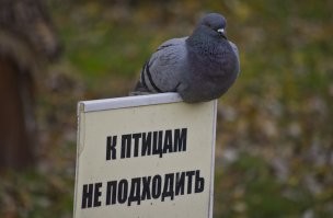 Гадский символ мира, ненавижу их даже в Лондоне. Будут упорно и нагло лезть куда только смогут, чтобы там нагадить.