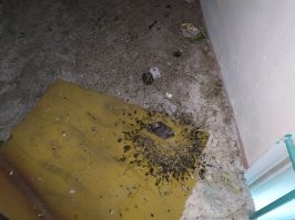 До отпуска работал инсталлятором в одной известной компании. Коммутатор находится в предмашинном отделении и частенько приходилось туда лезть, если на плинты не разведено было на 9 этаже.
Подобное видел ни раз. Зато впервые увидел птенцов голубей. Страшненькие.
Они похоже гнездо из говна хотели слепить.