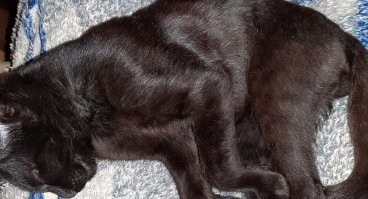 еще факт - чёрные кошки в чёрную полоску :)
смотрите на заднюю лапу. видно только при включенной вспышке.