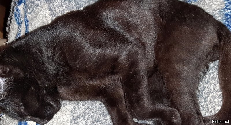 еще факт - чёрные кошки в чёрную полоску :)
смотрите на заднюю лапу. видно только при включенной вспышке.