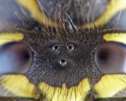 В суставах кузнечиков есть шестеренки, синхронизирующие движения конечностей во время прыжка.
У осы 5 глаз: 2 сложных фасеточных и 3 простых, со зрачками.