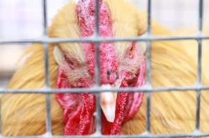 Остальные куры с цыплячества по малолеткам чалятся.