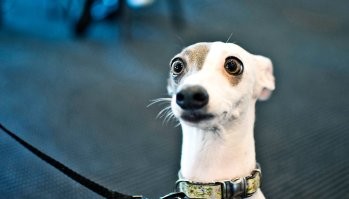 То наркота, то нога в жопе, то трахнут собаку... Чую я не элита и ей не стану никогда.