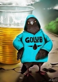 Алкогуля: пьяные похождения голубя