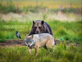 Медведь и волк напали на лосиху с детёнышем