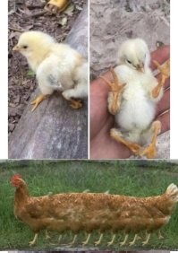 Таких разводить нужно!