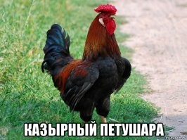 15 забавных мужчин демонстрируют, как по-разному можно использовать бороду