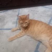 Немного дикий он у нас))) Чужих людей из дома не хуже собаки прогоняет. Может и нас покусать если захочет)))) Кто то сказал, что у нас помесь с камышёвым котом))). Вроде не крупный, а 6,5 кг весит)))