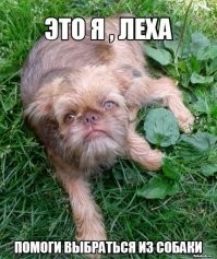 А у нас есть Лёха в собаке