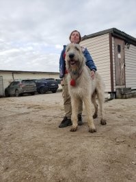 Это характерная черта и догов, и ирландцев - "приносить жoпy". Они только внешне огромные, а внутри те ещё балбесы, почти лет до трех. Как собственно и мой обалдуй. На фотке, для понимания размера, рядом с нашим кинологом.