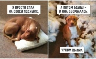 Этот неловкий момент: питомцы, которых застали врасплох