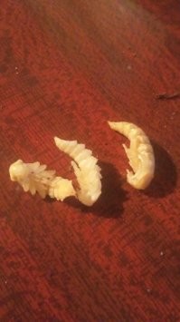 Вот ... три стадии развития Zophobas morio - личинка (ф.2), куколка (ф.1), взрослая особь (ф.2) ... обычно на первой останавливаю .. в виде еды для Lasiodora parahybana