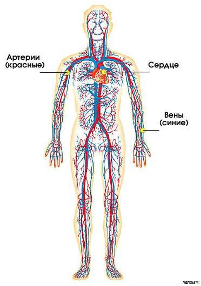 Схема артерий и вен. Кровеносная система человека схема 4 класс. Кровеносная система человека схема 3 класс. Кровеносная система человека строение 3 класс. Кровеносная система человнкасхема.