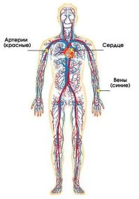 Просто красное это артерии, а синее это вены.