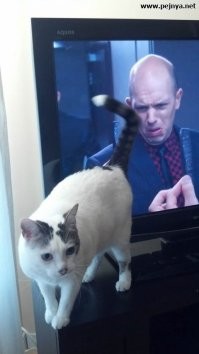 Пользователи сети показали своих милых котят, превратившихся в пушистых бандитов