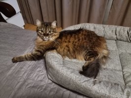 Кузя, но это девочка, прошлые хозяева не сразу разобрались мальчик это или девочка, потом не стали переименовывать.