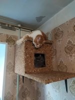 В данный момент 4. Мамин погостить переехал, пока мама в отпуске.