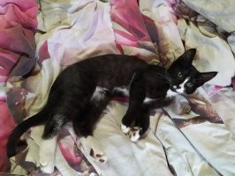 Пользователи сети показали своих милых котят, превратившихся в пушистых бандитов