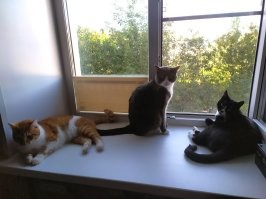 Пользователи сети показали своих милых котят, превратившихся в пушистых бандитов