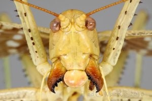 Если в эти клещи сунуть край рубашки, то они захлопнутся. И тут уж надо не зевать, а порезче дёрнуть кузнеца за лапы, за которые вы его держали. Ах! Детство золотое...