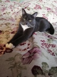 Пользователи сети показали своих милых котят, превратившихся в пушистых бандитов