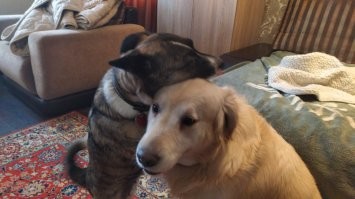 мои хорошие, Муняшка обнимает Еджина...
У нас в доме царит дружба и уважение :)