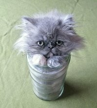 Кошка залезла в банку и не хочет выходить