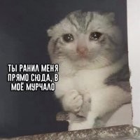 "На себя наденьте!": пользователи Twitter возмутились электрическим ошейником для котиков