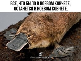 Удивительные создания, существующие вопреки законам науки