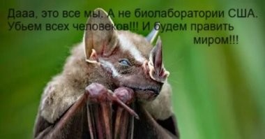 Ну вот опять летучих мышей обвинили!
