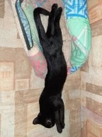 да, котэ это жидкость....