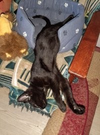 да, котэ это жидкость....