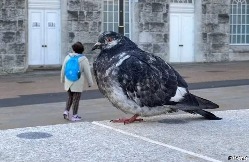 В Англии был обнаружен гигантский голубь. Он шагал по улицам и приставал к людям