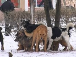 Сначала кастрировать, потом усыпить, пока не началось!