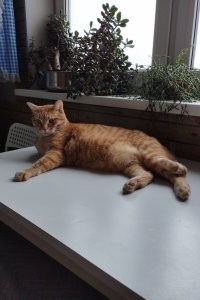 Без кота и жизнь не та: 3 медицинских аргумента в пользу котиков в доме