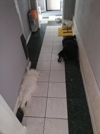 Без кота и жизнь не та: 3 медицинских аргумента в пользу котиков в доме