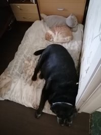 Без кота и жизнь не та: 3 медицинских аргумента в пользу котиков в доме