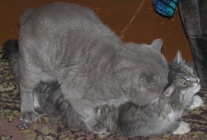 тут только кошка моя :)