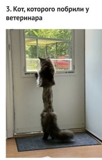 Вот кот, которого побрили. 
А на втором фото кот, которого подстригли.
