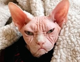 Вот кот, которого побрили. 
А на втором фото кот, которого подстригли.