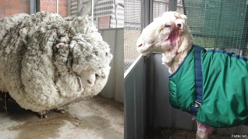 еб.анариум дебилов . 
вот овца которую не стригли , обросла шерстью на больше чем 40 кг . если их не стричь то они будут страдать.