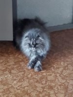 Это хайленд-фолд, длинношетрстная шотландская вислоушка.