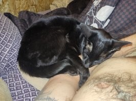 Насчёт котов неправда. Так случилось, что целый год с небольшими перерывами мне пришлось провести в больнице. Жена говорит, что кот очень скучал, не играл, спал только на моём стуле или на моём диване. В период моих коротких выписок из больницы, стоило мне только приехать домой, кот сначала прятался под кровать, приходилось его звать минут 20, потом он выходил из-под кровати, подходил ко мне и начинал орать, орал минут 10, (похоже матерился, типа " где ты так долго пропадал, чудила"), только потом позволял себя погладить и взять на руки. Потом от меня не отходит, спит или под боком у меня, или на мне, разговаривает со мной. Стоит мне поговорить с женой больше пары минут, влезет между нами и начинает орать, типа что ты с бабой разговариваешь, лучше со мной поговори, а ещё лучше в мяч давай поиграем - его любимая игра, я бросаю мячик, кот ловит и мне приносит. :-)