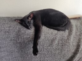 Насчёт котов неправда. Так случилось, что целый год с небольшими перерывами мне пришлось провести в больнице. Жена говорит, что кот очень скучал, не играл, спал только на моём стуле или на моём диване. В период моих коротких выписок из больницы, стоило мне только приехать домой, кот сначала прятался под кровать, приходилось его звать минут 20, потом он выходил из-под кровати, подходил ко мне и начинал орать, орал минут 10, (похоже матерился, типа " где ты так долго пропадал, чудила"), только потом позволял себя погладить и взять на руки. Потом от меня не отходит, спит или под боком у меня, или на мне, разговаривает со мной. Стоит мне поговорить с женой больше пары минут, влезет между нами и начинает орать, типа что ты с бабой разговариваешь, лучше со мной поговори, а ещё лучше в мяч давай поиграем - его любимая игра, я бросаю мячик, кот ловит и мне приносит. :-)