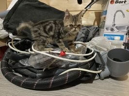 наш каратист..