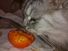 Мой обожает хурму. Невозможно достать из холодильника и спокойно съесть хурму, тут же приходит и требует, чтоб ему дали.