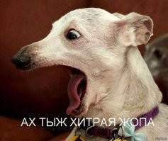 Подстава: парень подшутил над своей собакой