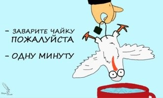 Их можно есть? В Подмосковье разрешили охотиться на чаек